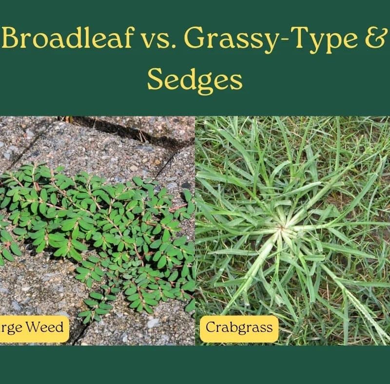 graphic comparing Broadleaf vs. Grassy-Type & Sedges