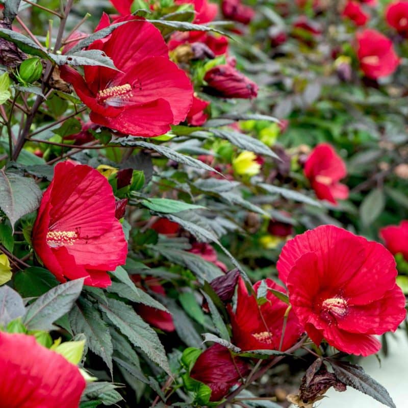 hibiscus bush