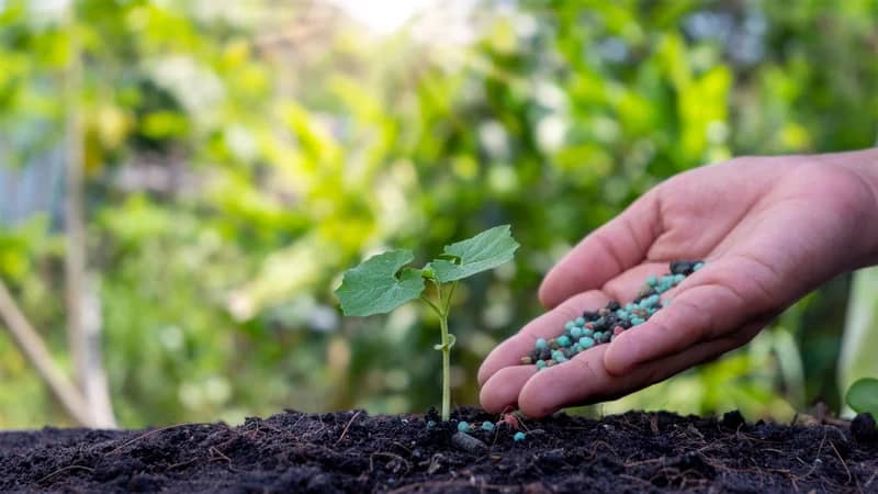 man applying fertilizer for Florida soil