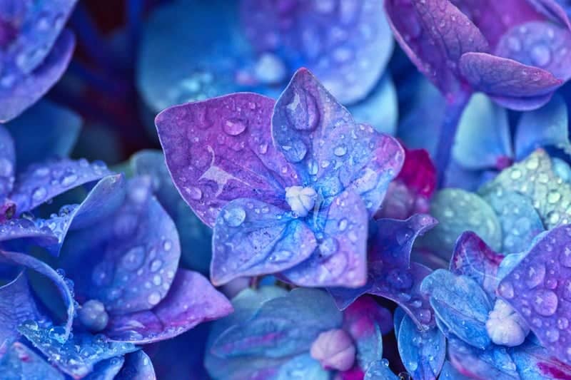 hydrangeas sprouting