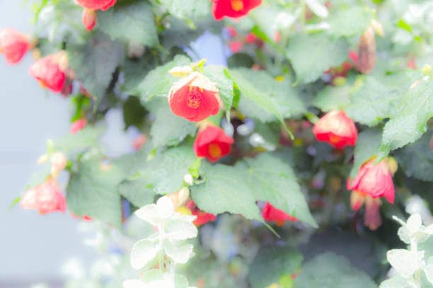 red camellias