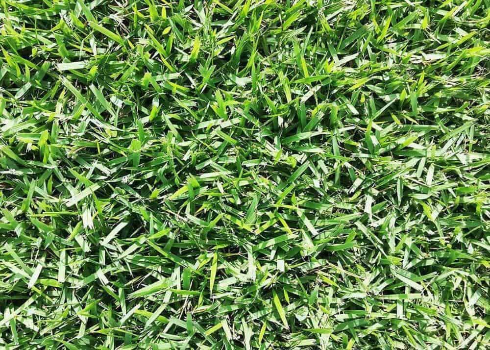 turf