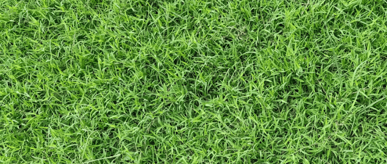 turf