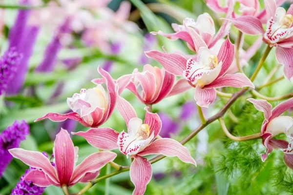 pink orchids