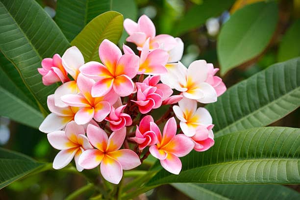 plumerias