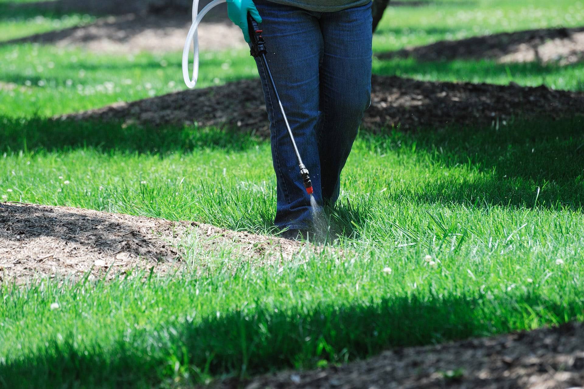 man applying pesticide on grass