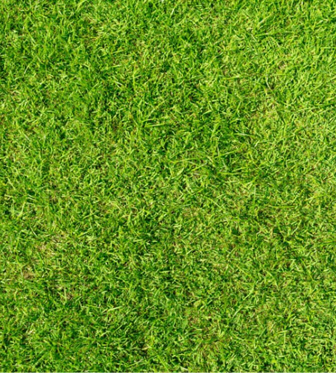 grass
