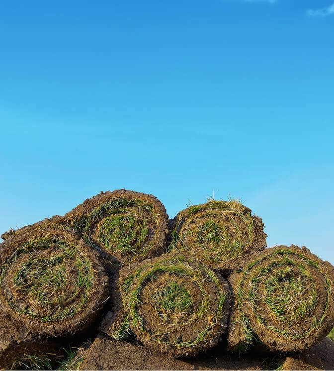 sod grass