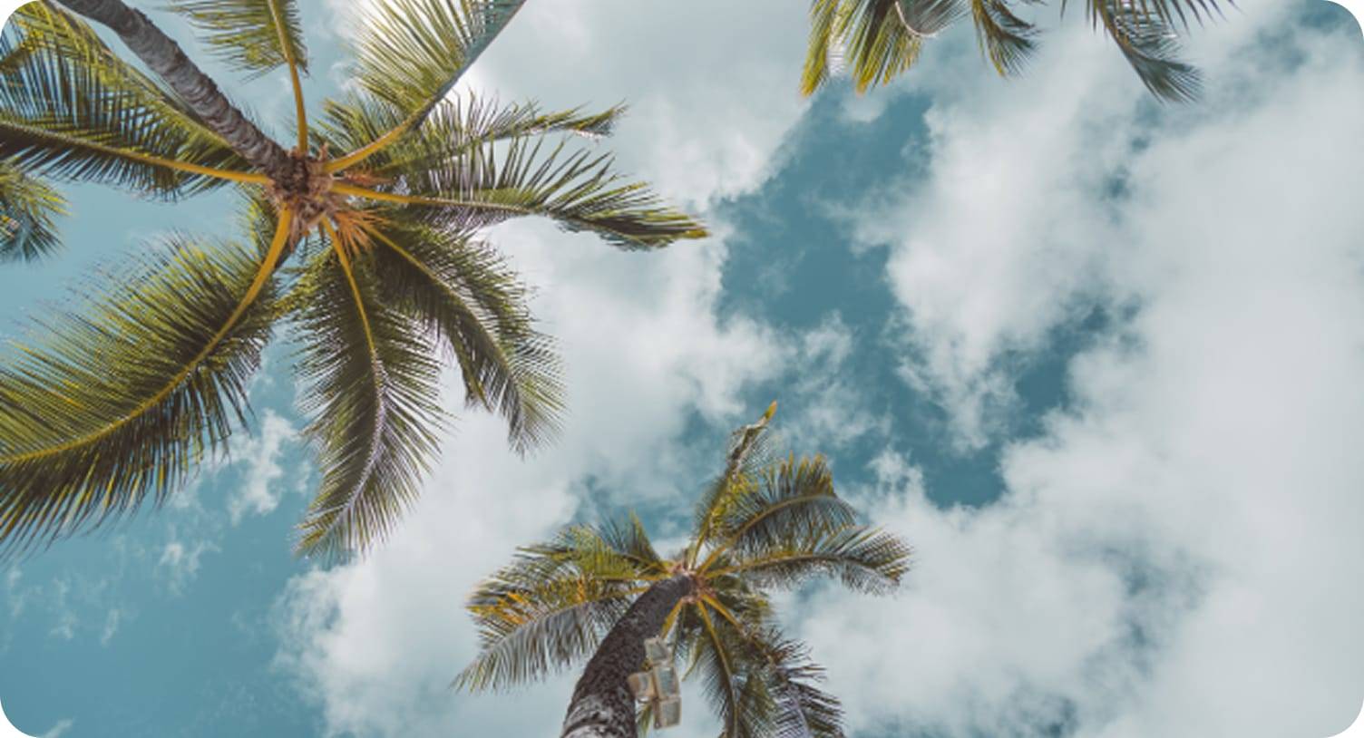 What’s Wrong With My Palm Tree? Common Palm Diseases in Florida