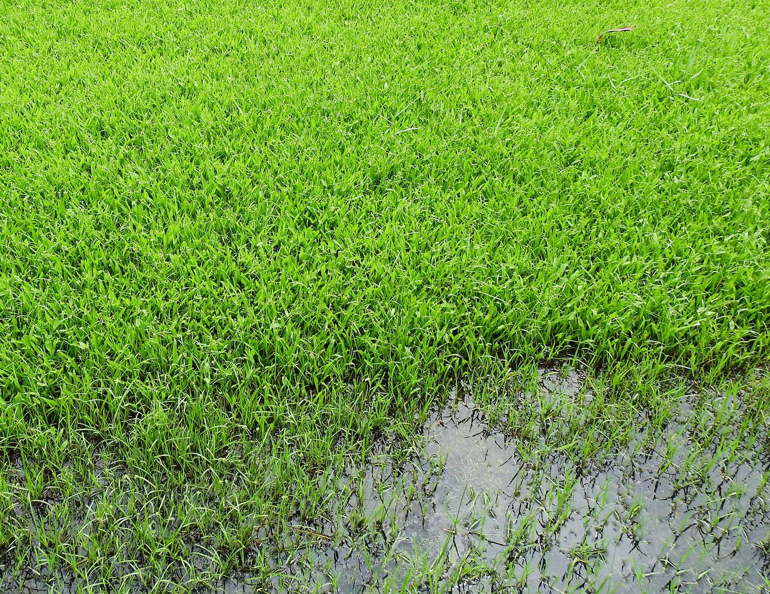 overwatered lawn