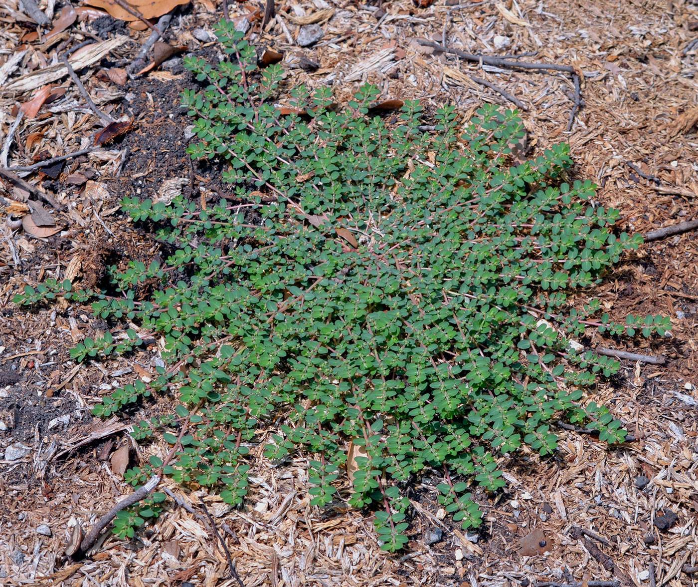 spurge weeds identification and control