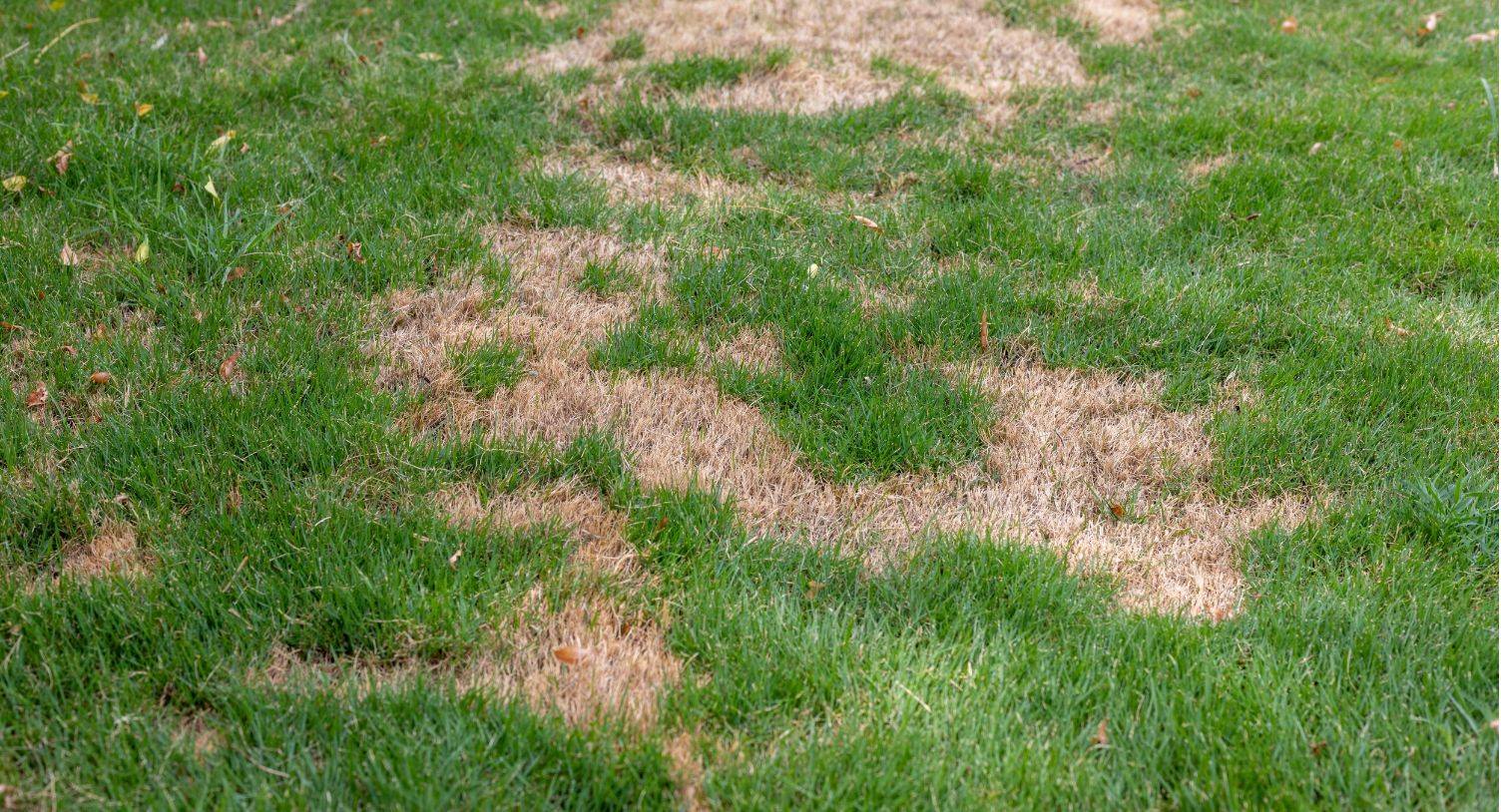 Damaged lawn