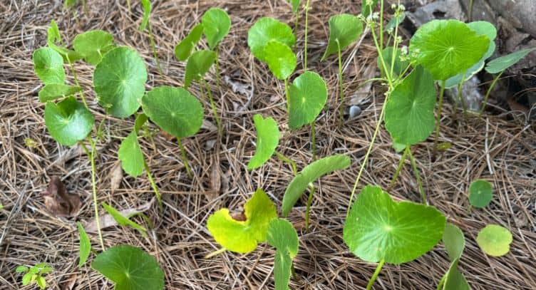 dollarweed sprouting