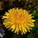 Dandelion 
