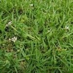 Annual Blue-eyed Grass