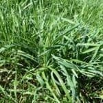 Annual Ryegrass