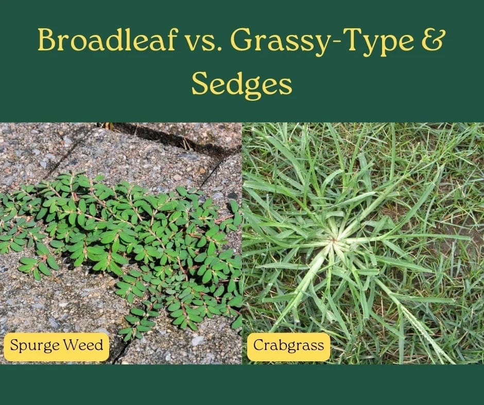 graphic comparing Broadleaf vs. Grassy-Type & Sedges