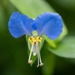 Common Dayflower