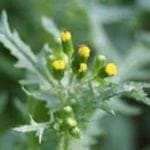 Common Groundsel