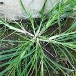 Goosegrass