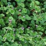 Ground Ivy