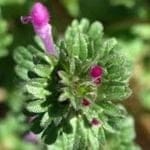 Henbit