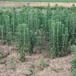 Horseweed