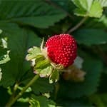 India Mock Strawberry