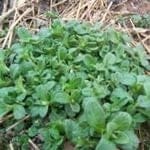 Mouse-ear Chickweed