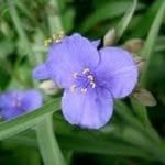 Ohio Spiderwort