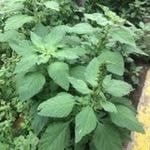 Pigweed
