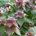 Purple Deadnettle