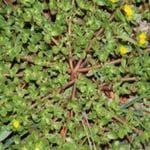 Purslane