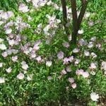 Showy Evening Primrose