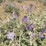 Silverleaf Nightshade