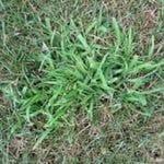 Smooth Crabgrass