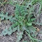 Spiny Sowthistle