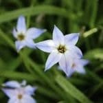 Spring Starflower