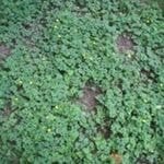 Sticktight Buttercup