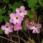 Violet Woodsorrel