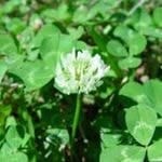 White Clover
