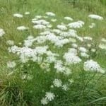 Wild Carrot