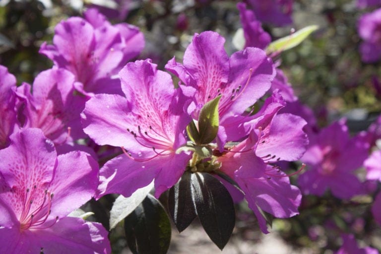 azaleas