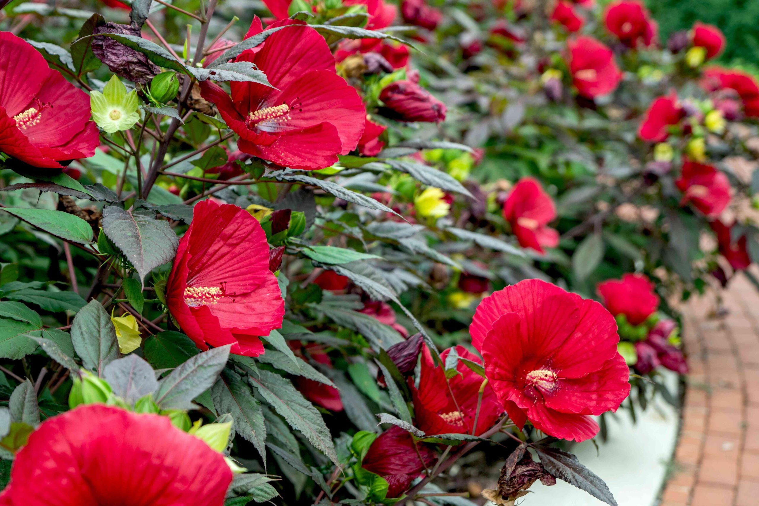 hibiscus bush