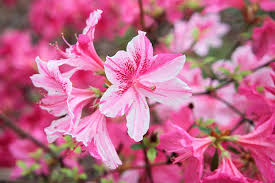 pink azaleas
