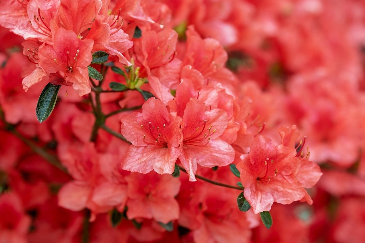 red azalea