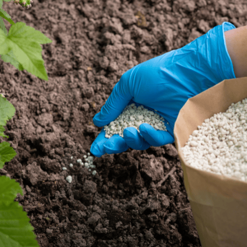 man applying fertilizer to soil