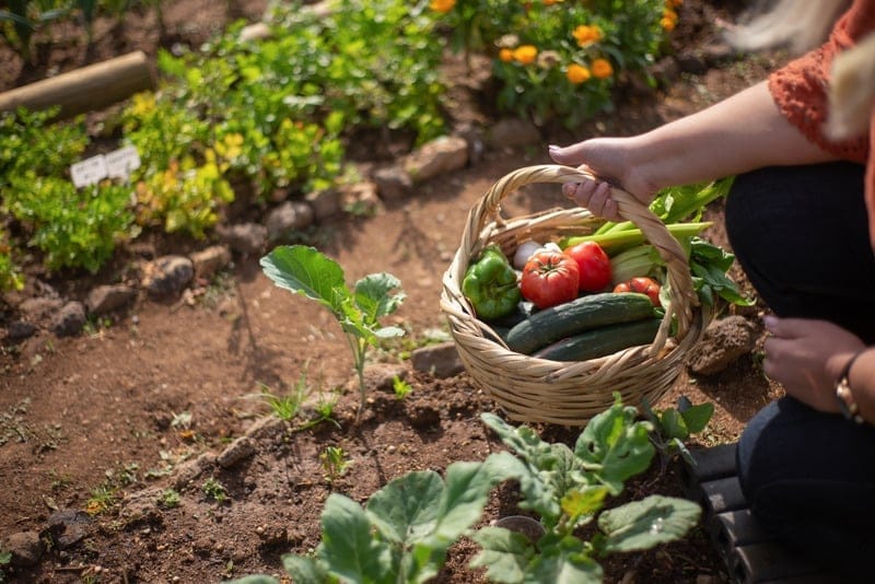 woman picking vegetables from garden