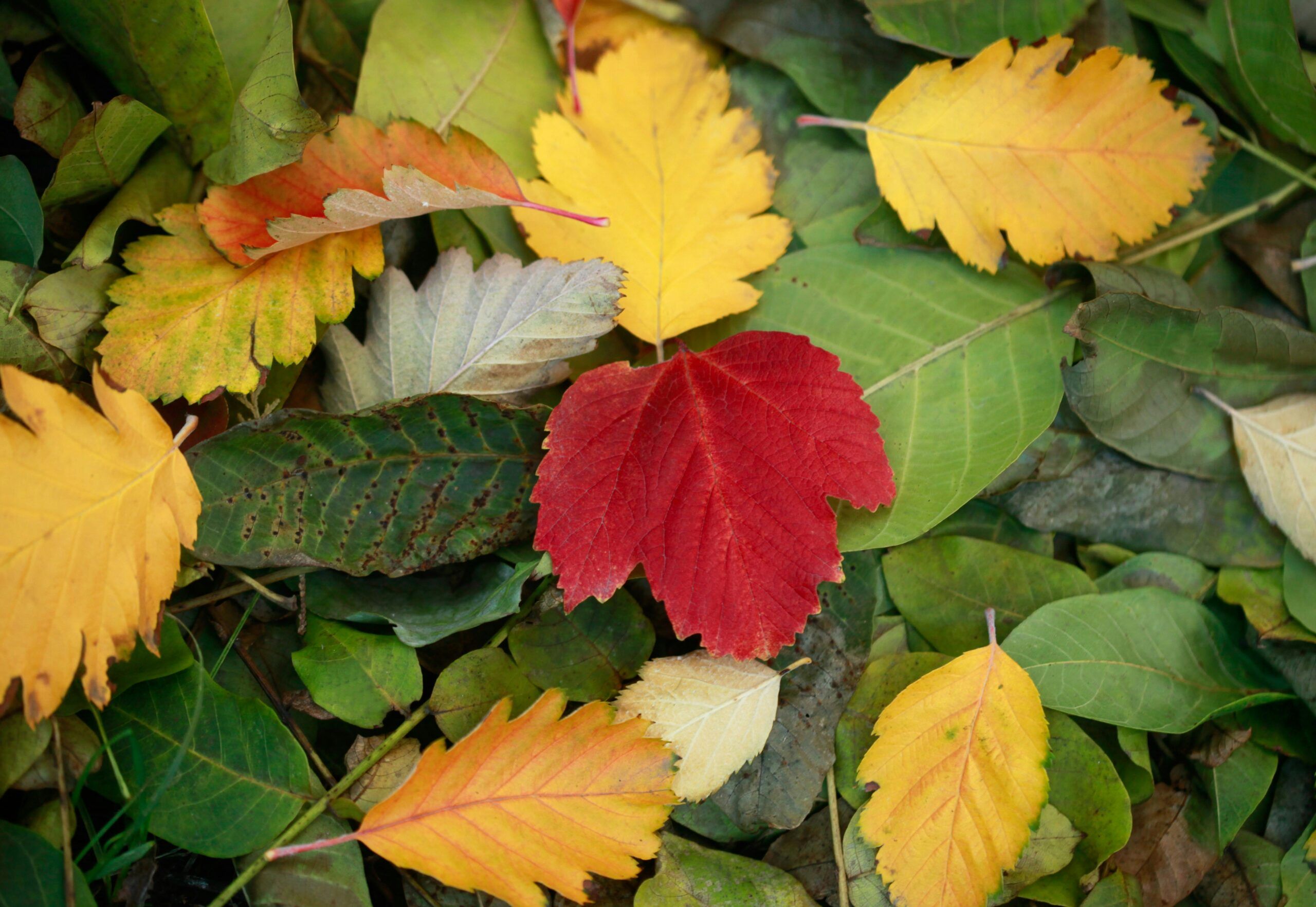 red, yellow, orange, and green leaves