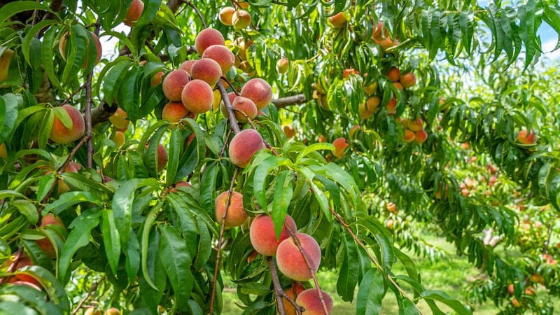 peaches on trees